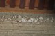 Thumbs/tn_Img_1024.jpg
