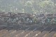 Thumbs/tn_Img_1050.jpg