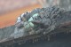 Thumbs/tn_Img_1059.jpg