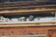 Thumbs/tn_Img_1062.jpg