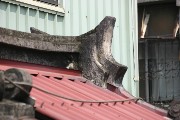 Thumbs/tn_Img_1067.jpg